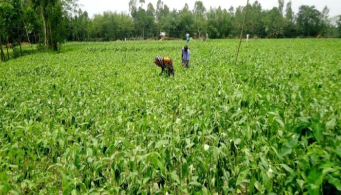 কুড়িগ্রামে টানা ভারী বৃষ্টিতে চলতি পাট চাষ মৌসুমে দুশ্চিন্তায় চরাঞ্চলের কৃষক