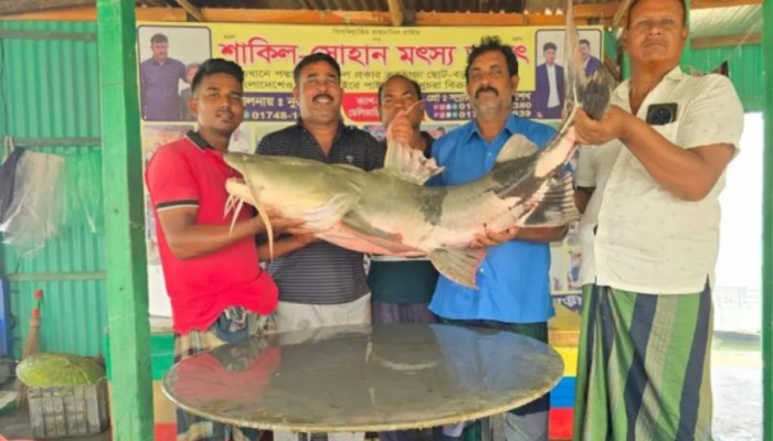 গোয়ালন্দে ২৬ কেজির বাঘাড় বিক্রি হলো ৫৭ হাজার টাকায়