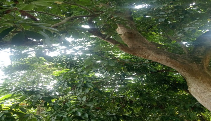 পেটব্যথার অভিযোগের পর লিচু গাছে ঝুলন্ত মরদেহ, কালীগঞ্জে যুবকের রহস্যজনক মৃত্যু