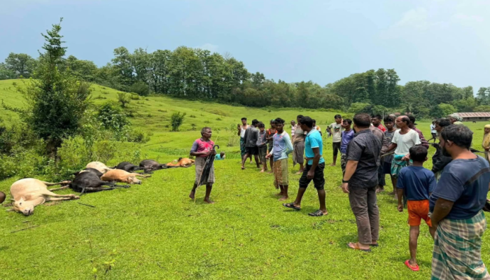 ​জুড়ীতে বজ্রপাতে ১৪টি গবাদিপশুর মৃত্যু!