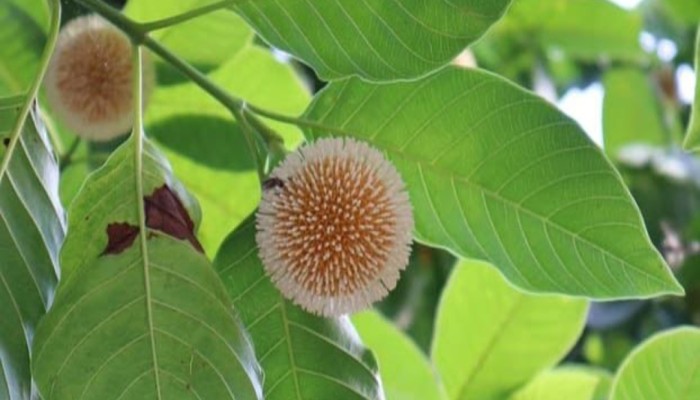 কদমগাছে গাছে ফুলের সমারোহ