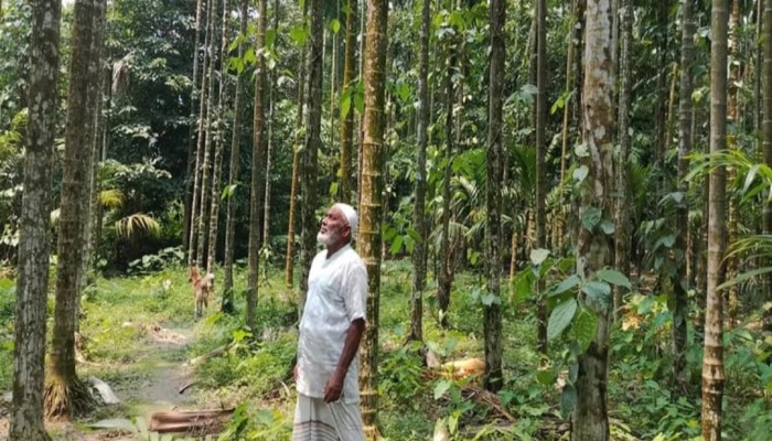 রংপুর বিভাগের বৃহত্তম সুপারি বাগান কুড়িগ্রামে, বছরে আয় কোটি টাকা