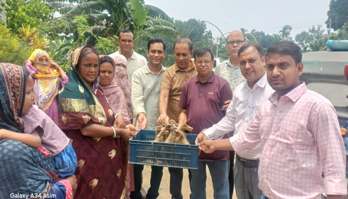 ​মিঠাপুকুরে দরিদ্র ১৫০ পরিবারের মাঝে ব্রাকের হাঁস মুরগি বিতরণ