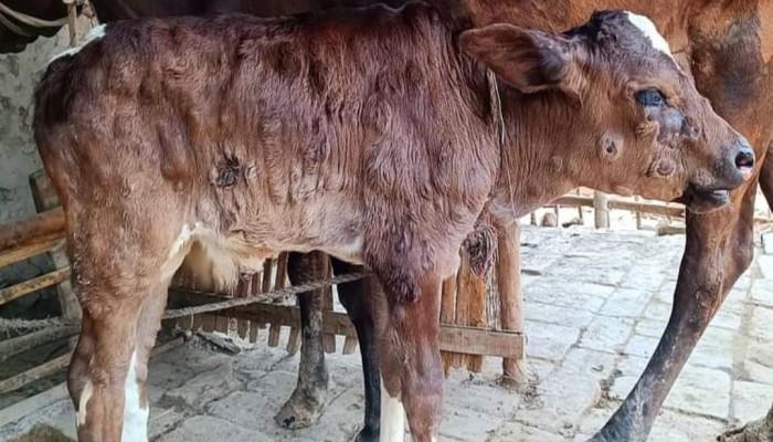 কুড়িগ্রামে মহামারী আকার ধারণ করছে গবাদি পশুর লাম্পি ও খুরারোগ