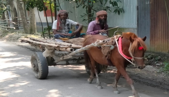 রায়গঞ্জ থেকে ধীরে ধীরে হারিয়ে যাচ্ছে ঐতিহ্যবাহী ঘোড়ার গাড়ি