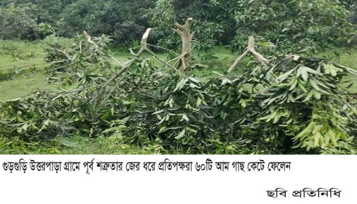 গুড়গুড়ি উত্তরপাড়া গ্রামে পূর্ব শত্রুতার জের ধরে প্রতিপক্ষরা ৬০টি আম গাছ কেটে ফেলেন