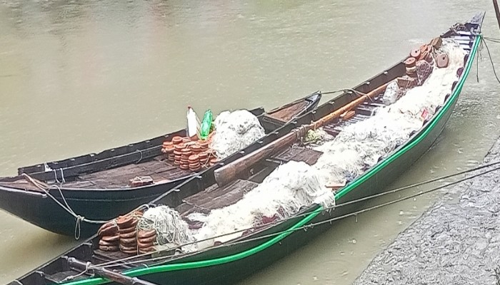 ভরা মৌসুমেও কাউখালীর কঁচা-সন্ধ্যায় ইলিশের আকাল: খালি হাতে ফিরছেন জেলেরা, দাম আকাশচুম্বী