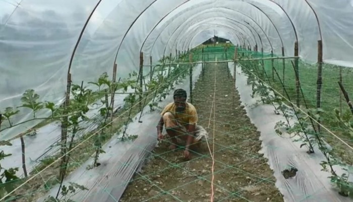 প্রতিকূল আবহাওয়াতেও সফল বারোমাসি তরমুজের চাষাবাদ