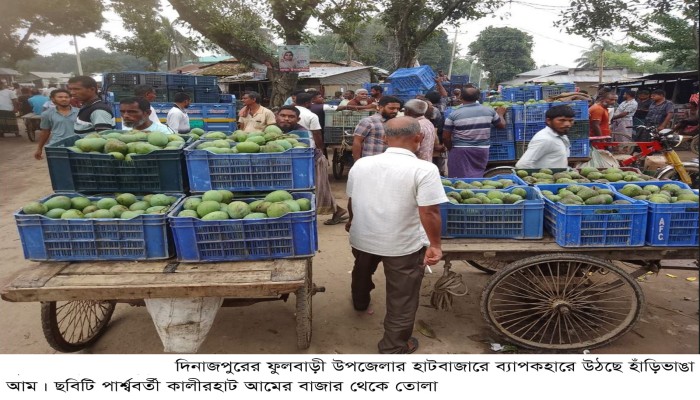 ফুলবাড়ীতে ১৫ কোটি টাকার হাঁড়িভাঙা আম বেচাকেনার সম্ভাবনা॥