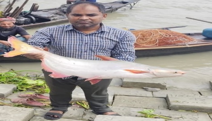 ভরা মৌসুমেও হিজলার মেঘনায় ইলিশের আকাল, জালে মিলছে বড় বড় পাঙাশ