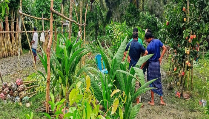 কাউখালীতে জমে উঠেছে চারা বিক্রির হাট: মৌসুমে কোটি টাকার কেনাবেচা