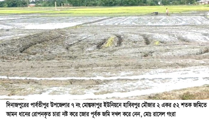 আমবাড়ীতে জমিতে আমন ধানের চারা রোপনকৃত ক্ষেত নষ্ট করে  জমি দখল॥