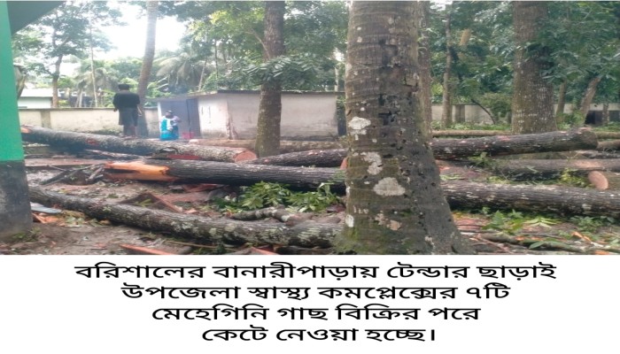 বানারীপাড়ায় টেন্ডার ছাড়াই উপজেলা স্বাস্থ্য কমপ্লেক্সের ১৪টি  গাছ বিক্রি !