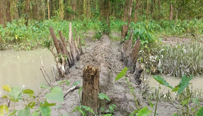 গলাচিপার সংরক্ষিত বনায়ন এখন অরক্ষিত অবৈধ মাছ শিকারে হুমকির মুখে ম্যানগ্রোভ বন ও জীববৈচিত্র