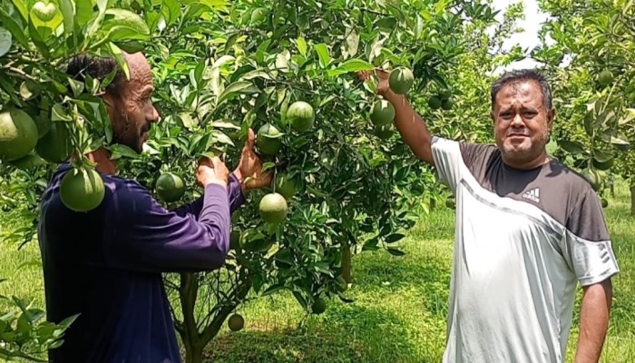 ফুলবাড়ীতে মাল্টা চাষে সফলতা,  উৎপাদন ব্যয় বৃদ্ধিতে লাভ নিয়ে শঙ্কায় চাষিরা