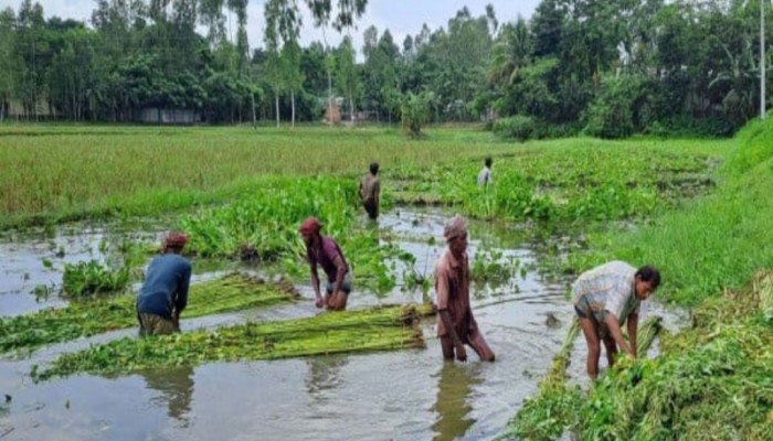 কুড়িগ্রামে পা‌নির অভাবে পাট জাগ দিতে না পারায় বিপাকে কৃষক