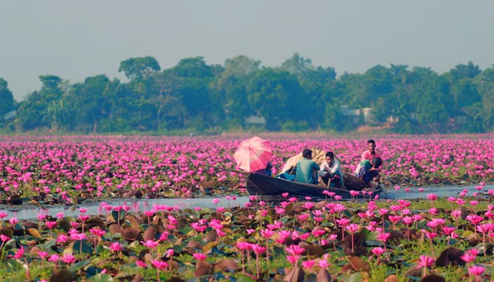 অপার সৌন্দর্যের লীলাভূমি উজিরপুরের লাল শাপলার বিল দর্শনার্থীদের হৃদয় ছুঁয়ে যায়