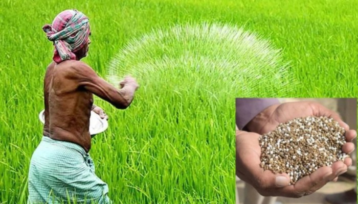 শেরপুরে সরকারি দামে মিলছে না সার