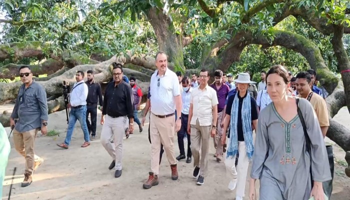 ঠাকুরগাঁওয়ে এশিয়ার সর্ববৃহৎ সূর্যপুরী আমগাছ মুগ্ধ মার্কিন রাষ্ট্রদূত