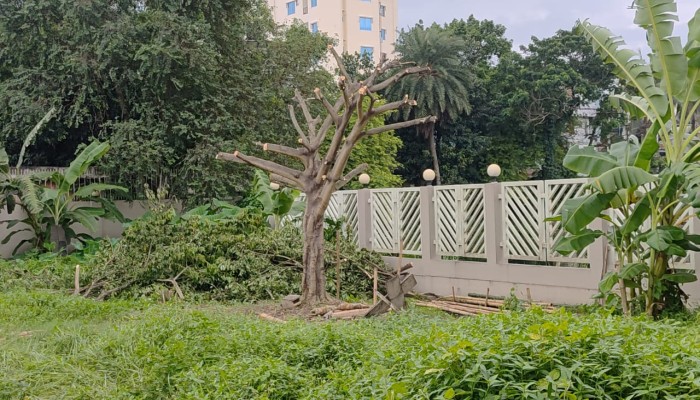 একজনকে ঠেকাতে কা'টা হলো ১২ বছরের পাইকর গাছএকজনকে ঠেকাতে কা'টা হলো ১২ বছরের পাইকর গাছ