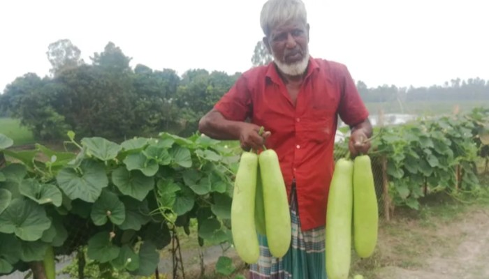 ২ কিলোমিটার বাঁ'ধের ঢালে মাচায় ঝু'লছে কৃষকের লাভের স্বপ্ন